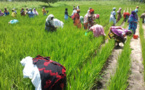 Podor : L’association Rizaf exploite 47 hectares en rizière :Un projet d’économie sociale et solidaire à Thikité