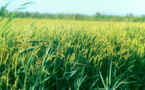 Gouvernance de la filière riz : Les bons points du projet Veco dans l’Anambé et à Podor Gouvernance de la filière riz : Les bons points du projet Veco dans l’Anambé et à Podor