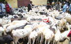 TABASKI : plus de 55.000 moutons attendus à Saint-Louis
