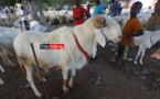 Moutons chers au foirail de DAROU. L’astuce pour s’en sortir (vidéo)