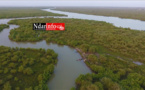 Top 5 des plus belles mangroves de Saint-Louis