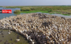 Le PARC DU DJOUDJ, une perle écologique menacée ( documentaire )