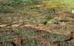 Dagana : Les producteurs réclament de bonnes semences