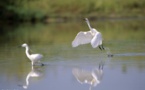 La réserve de NDIAEL a retrouvé l’eau qui "coule de source, ainsi que la présence des oiseaux migratoires" (UICN)