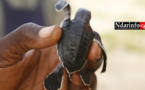 VIDÉO - Éclosion d’œufs de Tortues marines au Parc National de la Langue de Barbarie