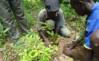 Gestion des ressources forestières : L'ONP/ bois s’engage à coté du ministère de l’environnement à reboiser 10.000 arbres par région.