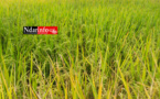 Gros importateur de riz, le Sénégal bientôt exportateur