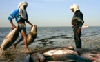 Les pêcheurs sénégalais appelés à respecter la souveraineté mauritanienne sur ses ressources