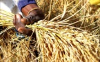 Agriculture : Le PAPRIZ2 donne ses lignes directrices pour l’autosuffisance et/ou l’exportation du riz sénégalais Agriculture : Le PAPRIZ2 donne ses lignes directrices pour l’autosuffisance et/ou l’exportation du riz sénégalais