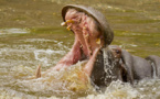 NDIAWDOUNE : un hippopotame écrase une pirogue. Le pêcheur …
