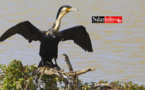 ÉCOLOGIE : Dénombrement des Oiseaux d’Eau du Parc du DJOUDJ (Images exclusives) 