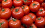 Saint-Louis : Ouverture d'une usine de production de tomates en octobre