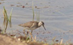 Le Sénégal a inscrit huit zones humides sur la liste de Ramsar