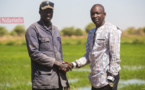 Contrats de culture : comment la CASL soulage les producteurs de riz (vidéo) Contrats de culture : comment la CASL soulage les producteurs de riz (vidéo)