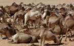 Transhumance du cheptel mauritanien au Sénégal : Macky SALL envoie un émissaire à Ould Abdel Aziz