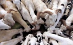 Tabaski 2018 : Risque de hausse des prix du mouton Tabaski 2018 : Risque de hausse des prix du mouton