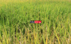Campagne agricole 2018/2019 dans la vallée : La récolte du paddy a démarré