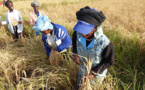 Richard-Toll : la directrice d'ONU Femmes salue le 'dynamisme' des productrices de riz