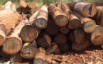 Révision du code forestier : Une peine entre 4 et 5 ans d'emprisonnement contre les coupeurs illicites de bois