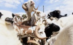 Tabaski 2018 : 350 000 moutons en provenance de la Mauritanie pour ravitailler le marché