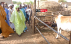 TVA SUR LE LAIT – MINI-FERMES LAITIÈRES DE LA LDB : Aminata Mbengue NDIAYE apprécie les grands enjeux de son secteur à DAGANA (vidéo)