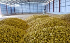MBANE : l'Etat invite Senegindia à couvrir dès dimanche les besoins du marché en pomme de terre