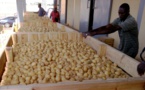 Il n’y a pas de pénurie de pomme de terre au Sénégal, assure le directeur de l’ARM