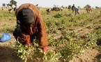 Révélations du président de la Communauté rurale : Mbane, terre promise aux spéculateurs