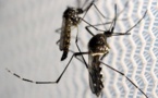 Fièvre de la dengue : les symptômes, le traitement et les mesures de prévention ( vidéo)
