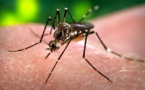 DENGUE : 65 nouveaux cas prélevés dans les districts de Saint-Louis et Richard-Toll