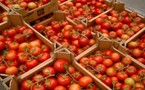 AGRICULTURE-TOMATES: Les producteurs en guerre contre l'acariose