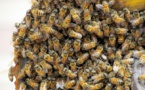 Attaques d'abeilles à Ndoulo : Le bilan monte à deux morts Attaques d'abeilles à Ndoulo : Le bilan monte à deux morts