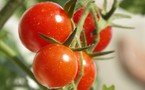 Agroline menace la filière tomate