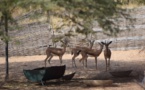 La réserve de Guembeul réintroduit des animaux disparus au Sénégal