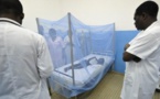 « Business du paludisme » : voici la plante miracle présente au Sénégal et que cacherait l’OMS