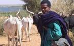 Podor: Un berger Burkinabé sauvagement abattu