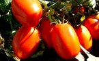 Socas-Agrolines : la tomate source de division