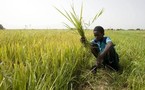 Riz local : un créneau juteux