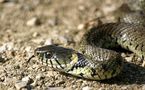 [VIDEO] Un serpent trouble la circulation sur le Pont Faidherbe de Saint-Louis