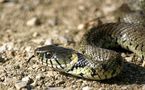 [VIDEO] Un serpent trouble la circulation sur le Pont Faidherbe de Saint-Louis