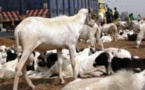 Louga : Vingt bêtes tuées après avoir mangé des produits périmés Louga : Vingt bêtes tuées après avoir mangé des produits périmés