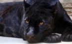 Un léopard noir d'Afrique a été pris en photo, une première depuis un siècle