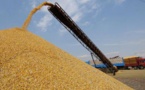 Hausse de la production céréalière estimée à plus de 2,735 millions de tonnes pour 2018-2019 Hausse de la production céréalière estimée à plus de 2,735 millions de tonnes pour 2018-2019