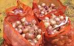 Mévente de l’oignon dans l’arrondissement de Rao: D’importantes quantités pourrissent dans le Gandiolais