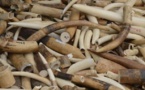 Trafic d’ivoire : Après la Chinoise arrêtée à l'AIBD, le réseau de Soumbédioune tombe Trafic d’ivoire : Après la Chinoise arrêtée à l'AIBD, le réseau de Soumbédioune tombe