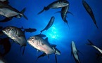 Partenariat pour une gestion durable de la pêche au Sénégal