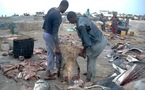 Massacre sauvage des requins-marteaux à Saint-Louis, Ornithondar sonne l'alerte