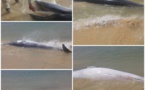 Encore des échouages de cétacés sur les côtes mauritaniennes
