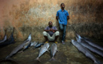 Interdiction de la main-d’œuvre étrangère en Mauritanie : Mouvement de protestation dans la filière de la pêche artisanale