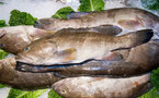 Le poisson abaisserait le mauvais cholestérol et accroîtrait le sperme et la vue